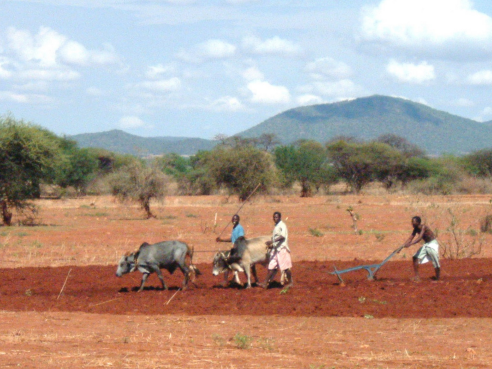 Ox Ploughing near Ng'hambi